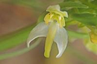 Platanthera chlorantha