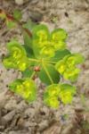 Euphorbia helioscopia