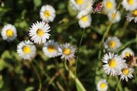 Bellis perennis
