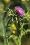 Silybum marianum