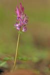 Corydalis solida
