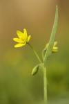 Gagea lutea