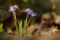 Scilla bifolia