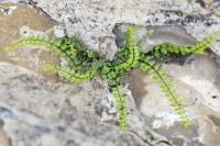 Asplenium trichomanes