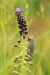 Muscari comosum