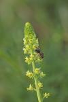 Reseda lutea