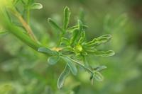 Reseda lutea