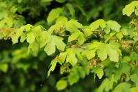 Acer campestre
