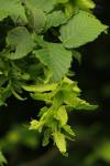 Carpinus betulus