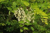 Robinia pseudoacacia