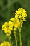 Barbarea vulgaris