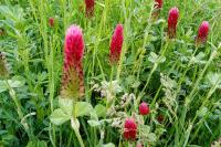 Trifolium incarnatum