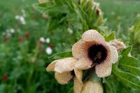 Hyoscyamus niger