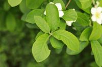 Crataegus germanica