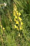 Linaria vulgaris