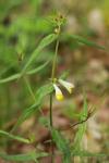 Melampyrum pratense