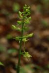 Platanthera chlorantha