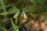 Melampyrum pratense