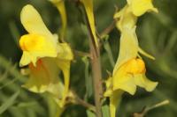 Linaria vulgaris