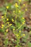 Sisymbrium officinale