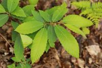 Castanea sativa