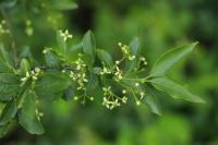 Ligustrum vulgare