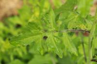 Sisymbrium officinale