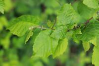 Corylus avellana