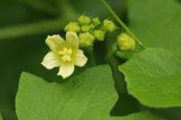 Bryonia dioica