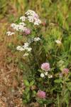 Achillea millefolium