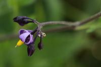 Solanum dulcamara
