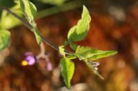 Solanum dulcamara