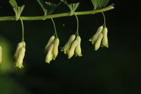 Polygonatum multiflorum
