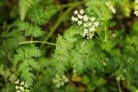 Anthriscus sylvestris