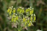 Anthriscus sylvestris