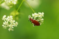 Anthriscus sylvestris
