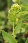 Lepidium draba