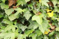 Hedera helix