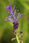 Muscari comosum