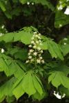 Aesculus hippocastanum