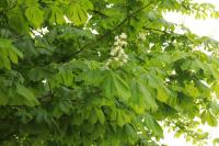 Aesculus hippocastanum