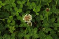 Trifolium repens