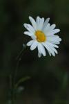 Leucanthemum vulgare