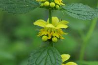Lamium galeobdolon