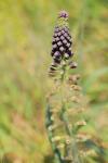 Muscari comosum