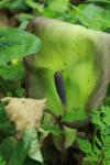 Arum maculatum