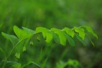Polygonatum multiflorum