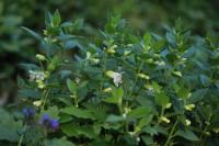 Melittis melissophyllum