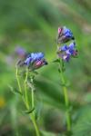 Pulmonaria longifolia