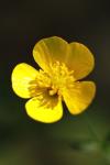 Ranunculus acris